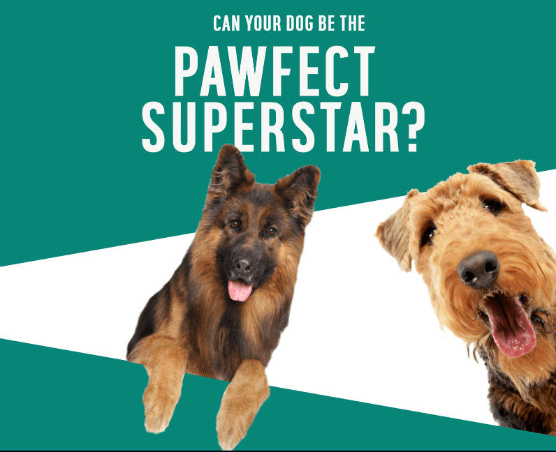 Did You Know Your Dog Could Donate Blood? Argos Pet