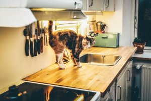 Tortoise shell cat stood on a kitchen counter top