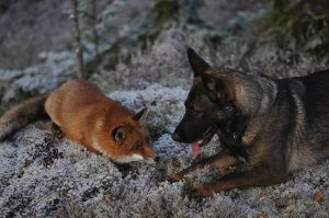 world friendship day - sniffer and tinni