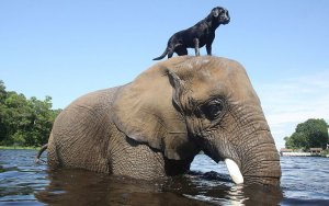 world friendship day - bubbles and bella