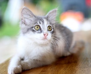 Kitten on counter - how to prevent your cat jumping on counters and tables