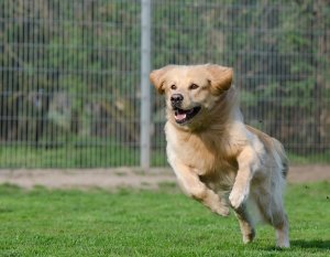 A dog running and playing on a field