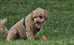 Training a dog with a ball