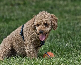 Training a dog with a ball