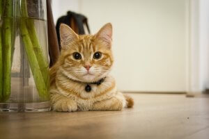 Young ginger cat looking startled