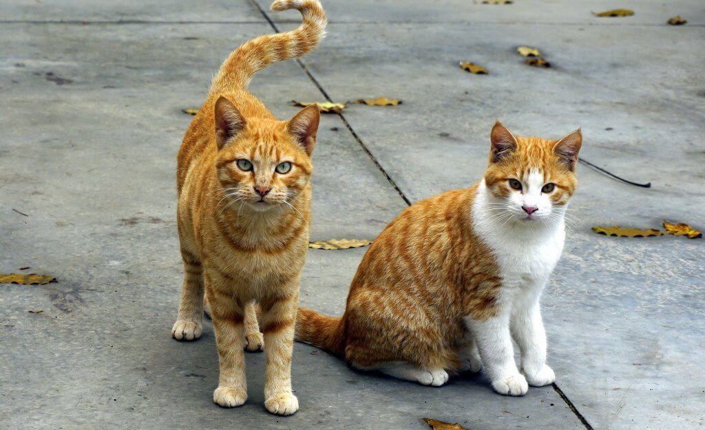 Multiple Cats Feeding Top Tips Argos Pet Insurance
