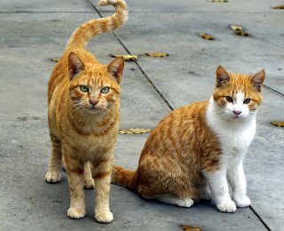 feeding multiple cats