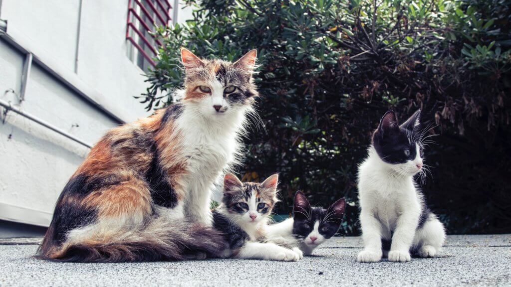 multiple-cats-feeding-top-tips-argos-pet-insurance