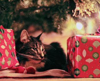 Dark cat sat underneath a Christmas tree amongst wrapped Christmas presents