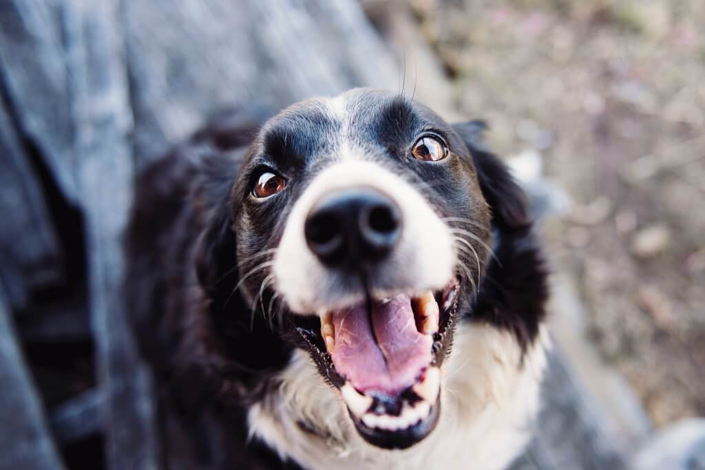 How to Stop Your Dog Barking Excessively Argos Pet Insurance