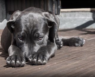 dog lick and chew their feet