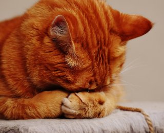 Ginger cat asleep with their head down and paws covering their face