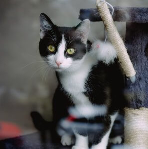 Black and white cat on a high-up scratching post