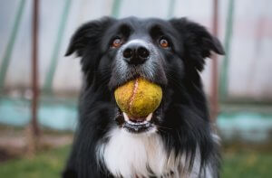 Border collie dog sits with a muddy tennis ball in his mouth