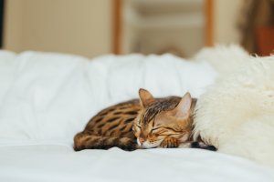 Small cat laid down on a white bed sleeping