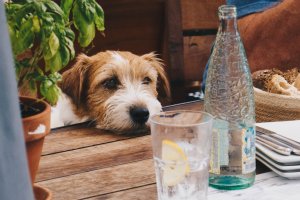 A brown and white dog sat a picnic table with their head resting on the wooden table