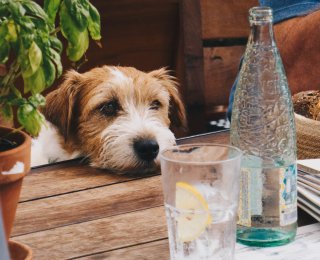 Dog at a picnic table