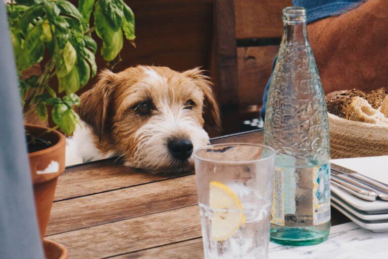 Dog Friendly Picnic Tips Argos Pet Insurance