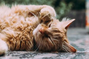 Fluffy, ginger cat laid on their side asleep outside