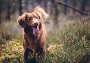 A happy brown dog enjoys playing in woodland