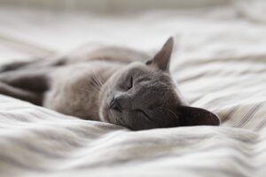 Grey cat asleep on a white duvet on a bed