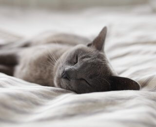 Grey cat asleep on a bed