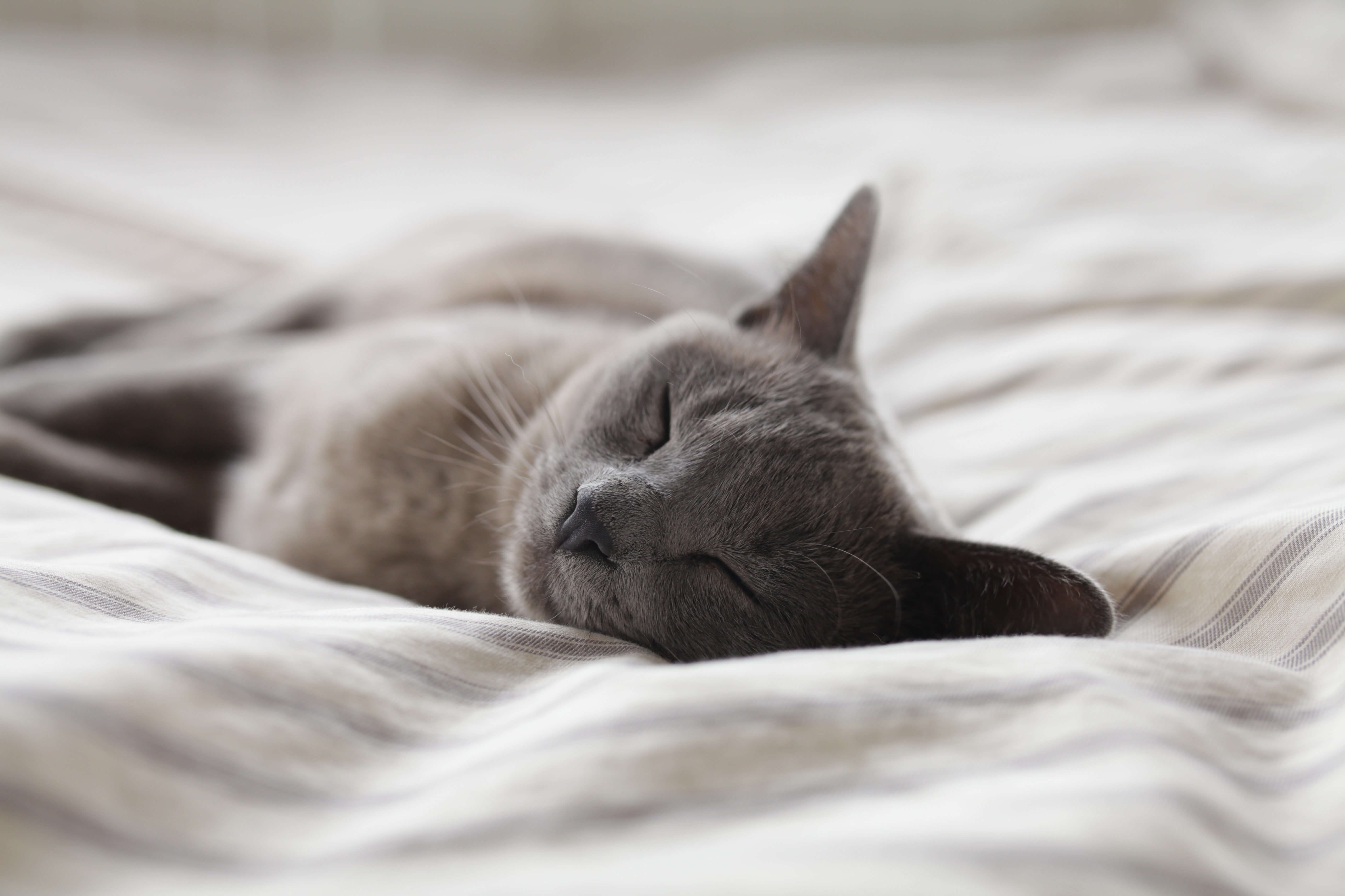 Why Is My Cat Snoring Argos Pet Insurance