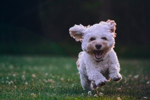 Small dog running on a field