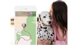 Dalmnation dog sat with their owner with an image of a pet tracker app