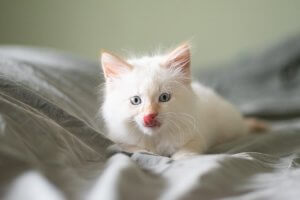 White kitten laid on a grey blanket licking their lips