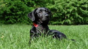 Black Labrador laying in long green grass