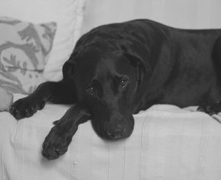 Dog looking sad on couch