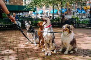 Four dogs wearing leads held by one person, being trained together in a park