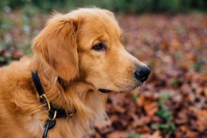 Close-up photograph of a Golden Retriever wearing a collar and lead stood in leaves outdoors