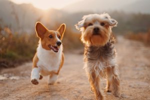 Two small dogs running together on a path at sunset