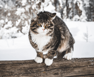 Fluffy tricolour cat sat on a tree branch in the snow looking at the camera