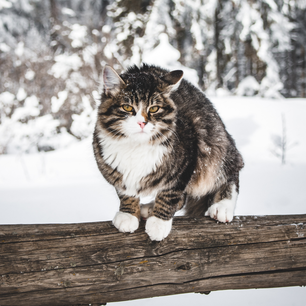 Fluffy tricolour cat sat on a tree branch in the snow looking at the camera