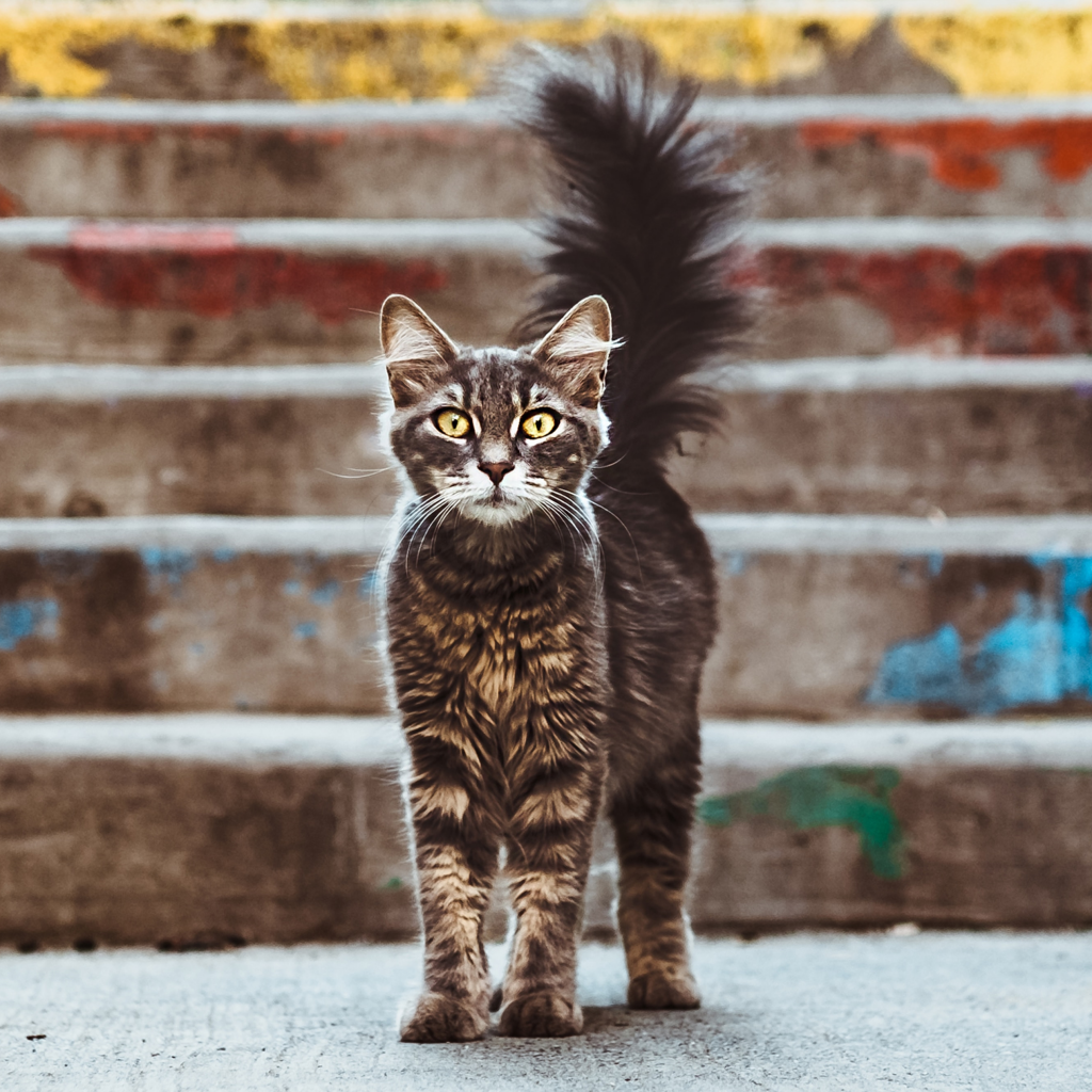 Dark cat facing forwards stood in front of stairs