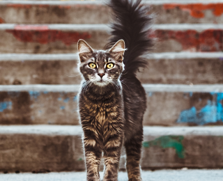 Dark cat facing forwards stood in front of stairs