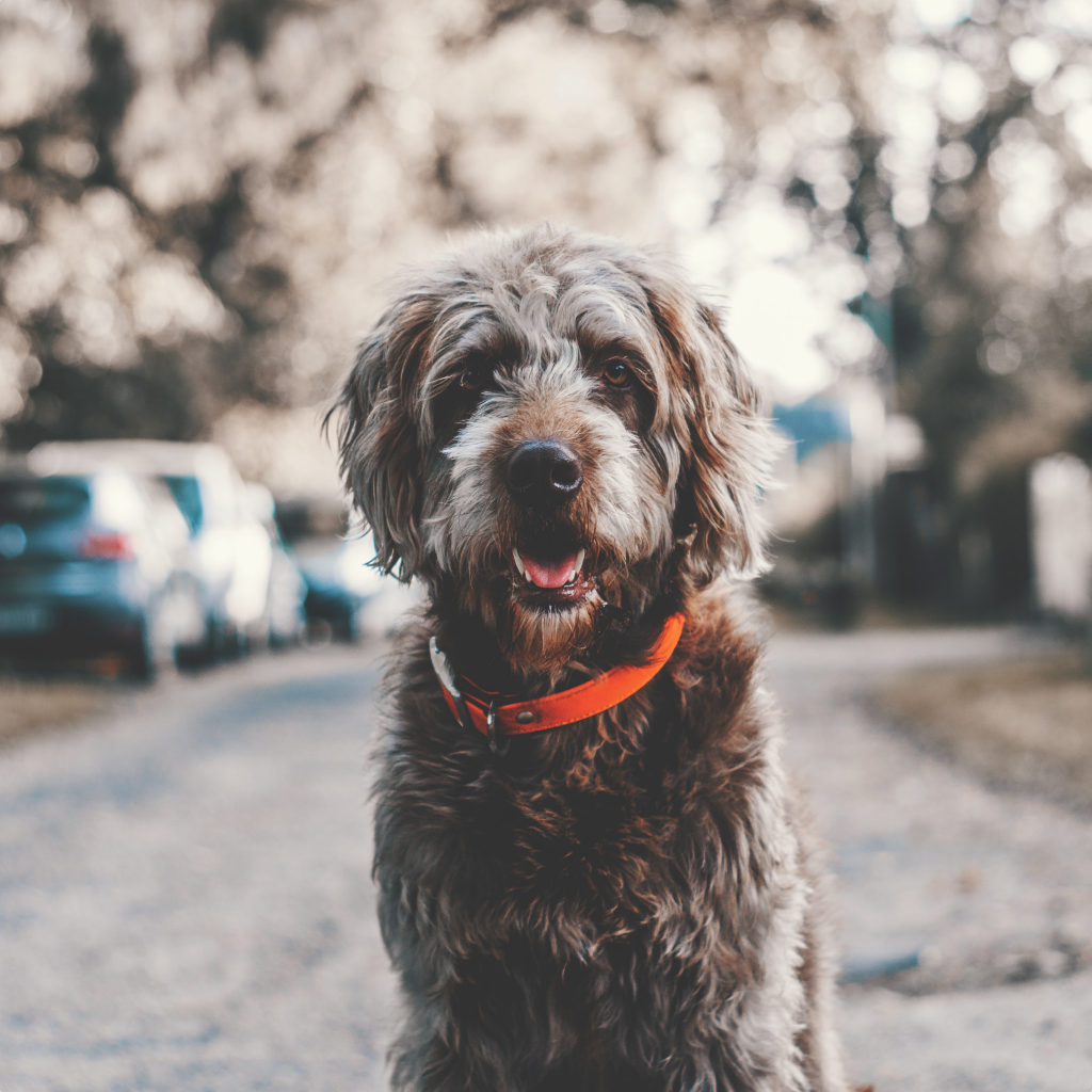 Grey Labradoodle dog sat on a quiet road looking at the camera