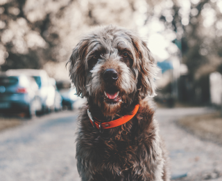 Grey Labradoodle dog sat on a quiet road looking at the camera