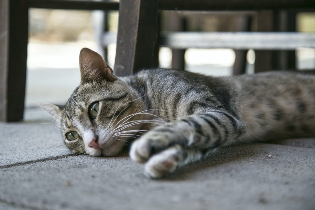 Brown cat laid on their side underneath garden furniture