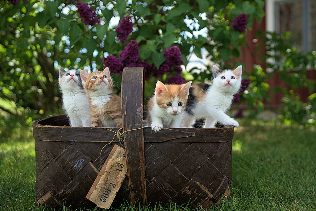 Four small kittens sat in a brown basket in a garden
