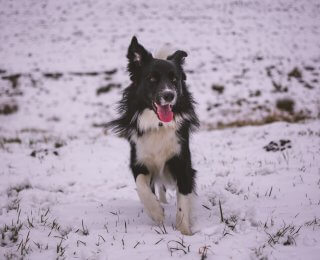 Dog in snow