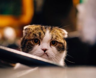 Sad cat