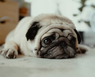 Pug dog