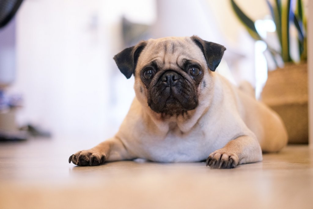 Pug laid down on the floor