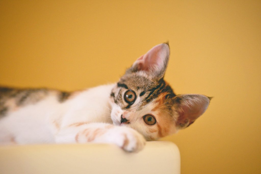 White and brown kitten laid on their side looking into the camera