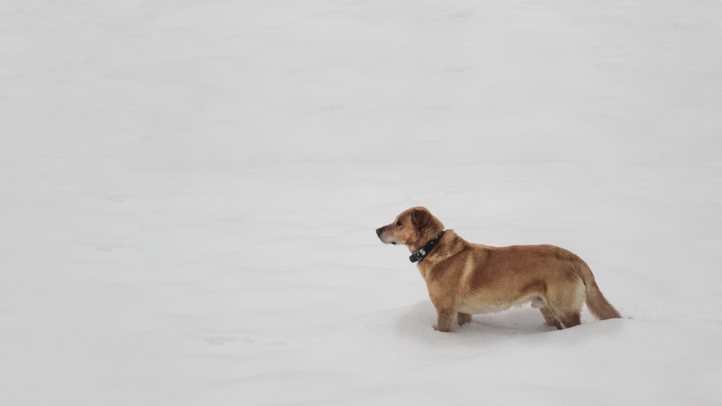 Golden Labrador dog stood in deep snow