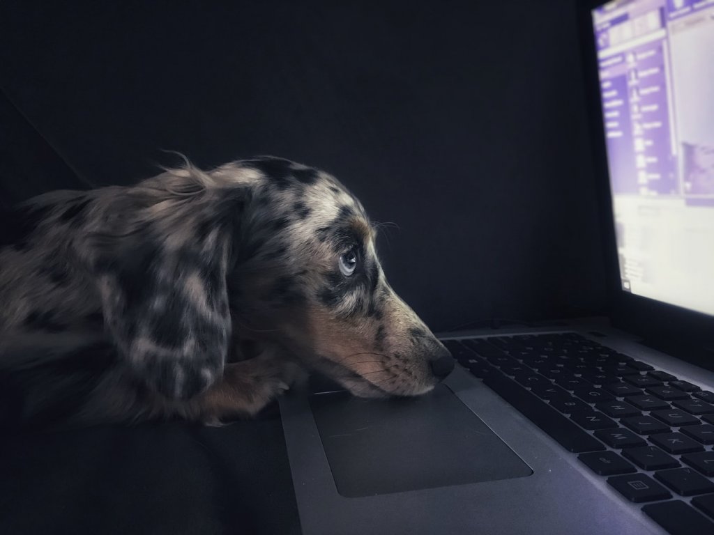 Close-up photograph of a speckled grey dog resting their head on a laptop in a dark room